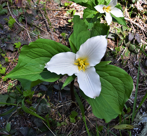 Trillium_0925 (2)