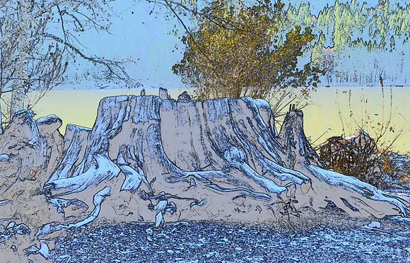 Tree frost sketch 26