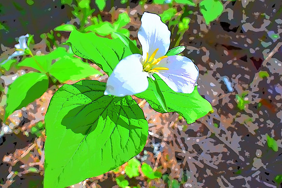 Trillium PI 1009 (2)