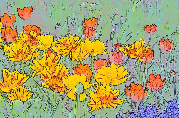 Tulip sketches 002
