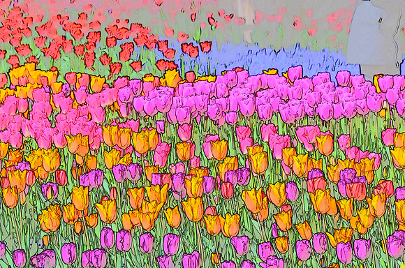 Tulip sketches 004