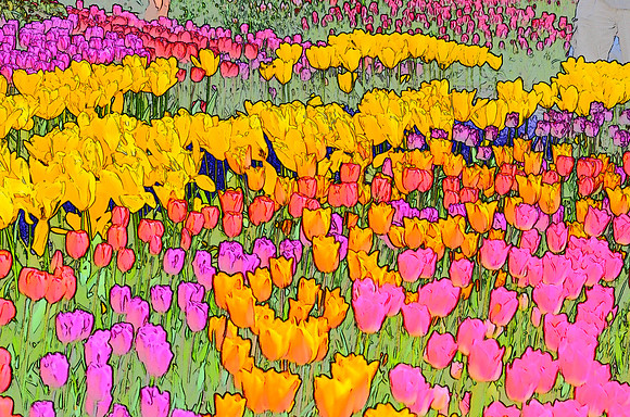 Tulip sketches 005