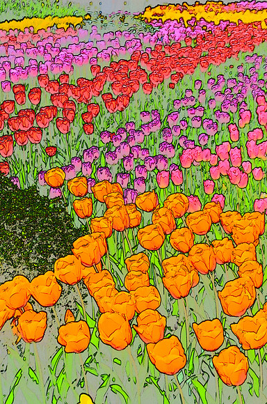 Tulip sketches 007