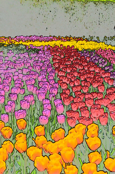 Tulip sketches 008