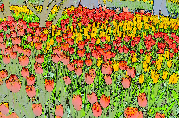 Tulip sketches 009