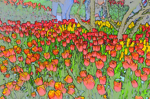 Tulip sketches 010