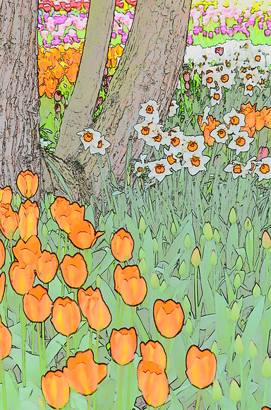 Tulip sketches 011