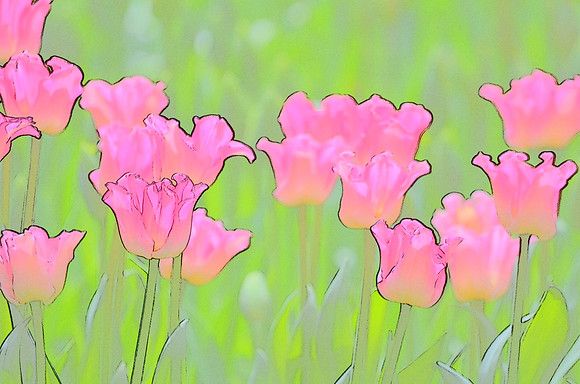Tulip sketches 012