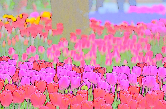 Tulip sketches 013