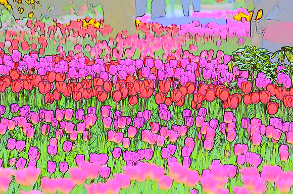 Tulip sketches 014