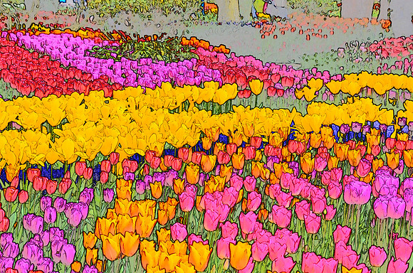 Tulip sketches 015