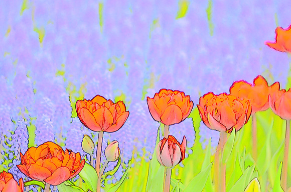Tulip sketches 016