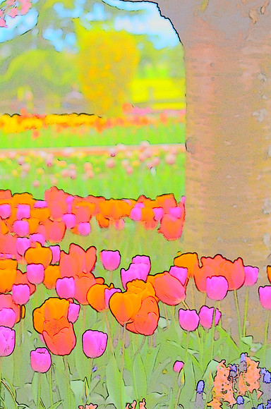 Tulip sketches 017