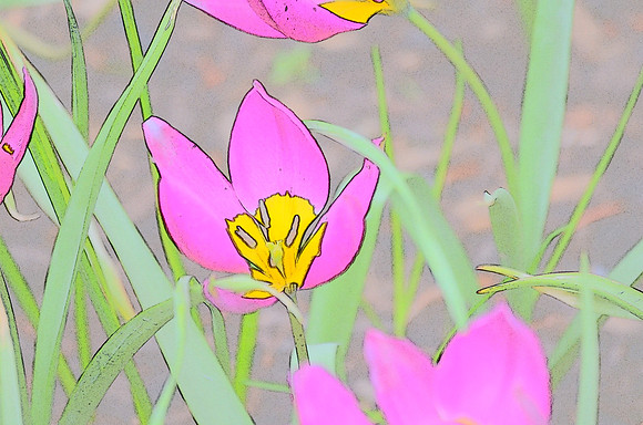 Tulip sketches 018
