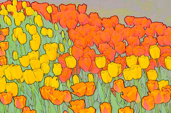 Tulip sketches 019