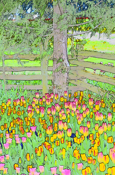 Tulip sketches 022