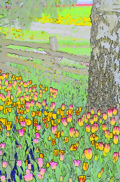 Tulip sketches 023