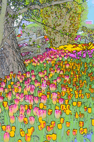 Tulip sketches 024