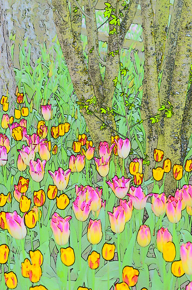 Tulip sketches 025