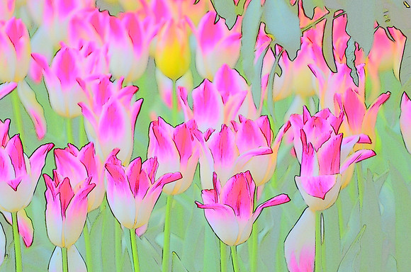 Tulip sketches 026