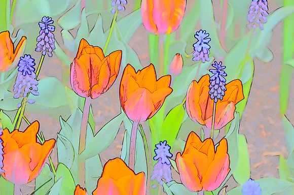 Tulip sketches 027