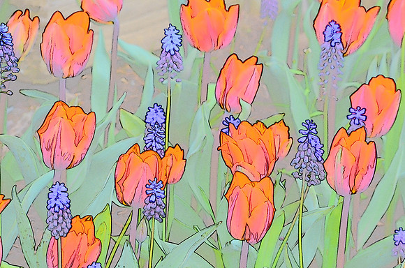 Tulip sketches 028