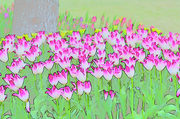 Tulip sketches 030