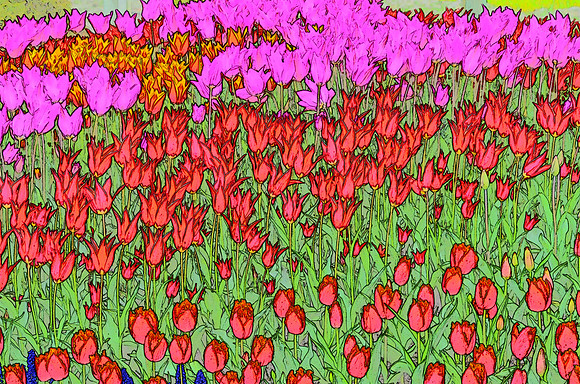 Tulip sketches 031