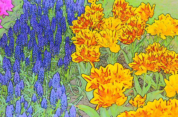 Tulip sketches 032