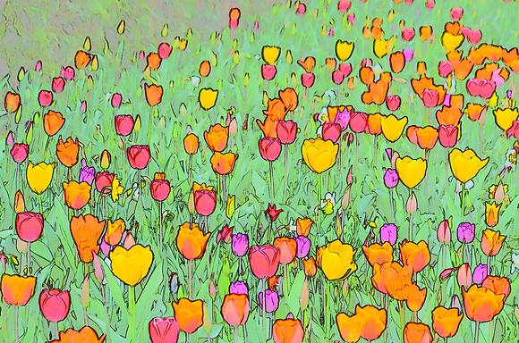 Tulip sketches 038