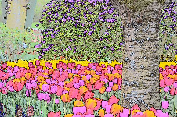 Tulip sketches 039