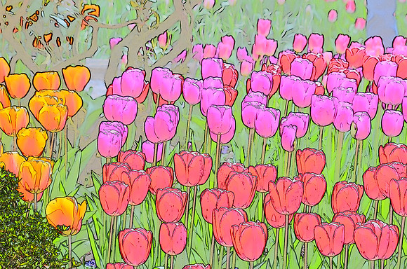 Tulip sketches 040