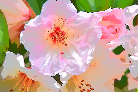 White Azalea PI 2