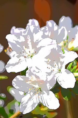 White Azalea PI