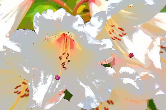 White Azelea PI