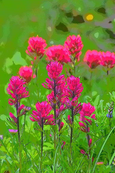 Vibrant Magenta Paintbrush