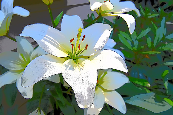 White Lily