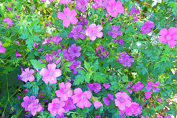Wild Geranium 4