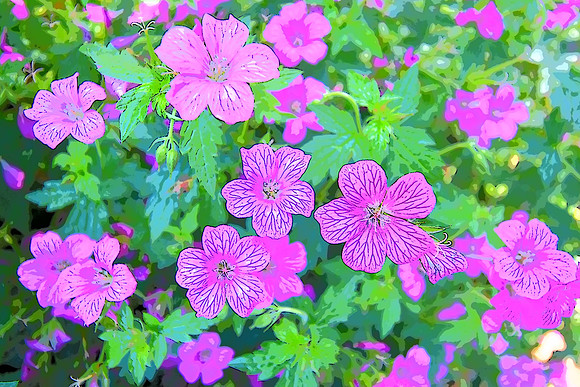 Wild Geranium  12