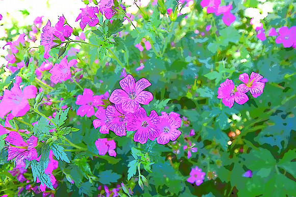 Wild Geranium