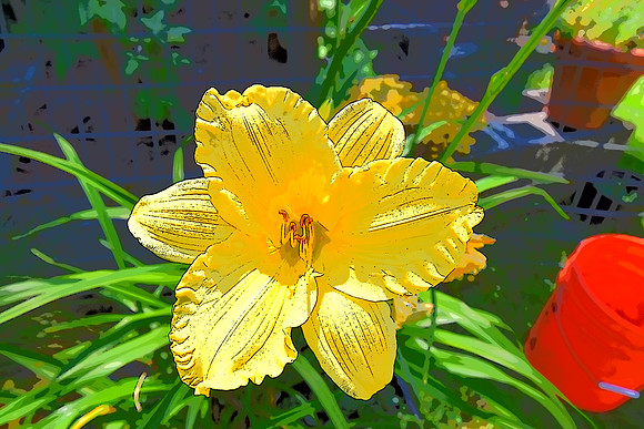 Yellow Lily