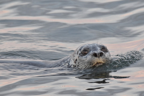 Harbor Seal