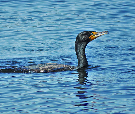 Brandts Cormorant