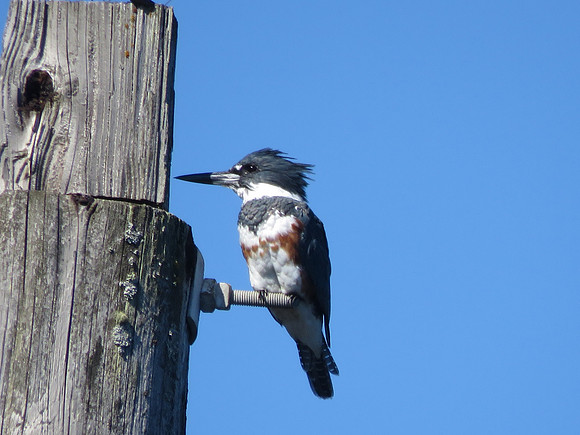 Belted Kingfisher 7