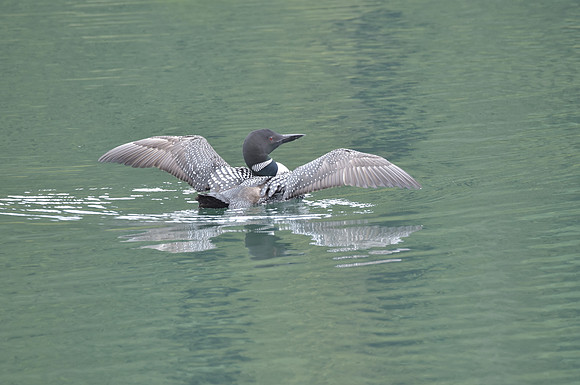 Common Loon 72