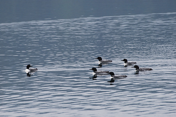 Flock of Common loons 030