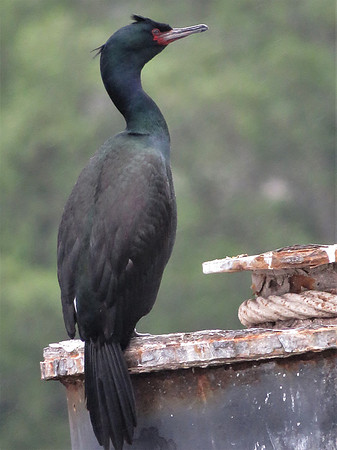Pelagic Cormorant 8
