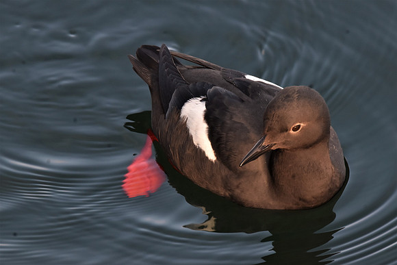 Pigeon Guillemot 11