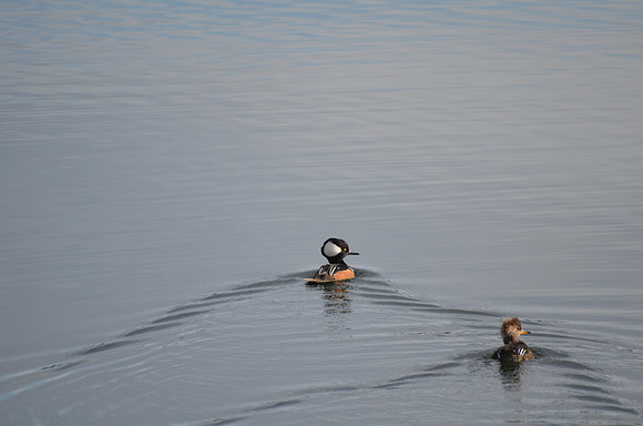 Hooded mergansers