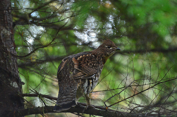 Ruffed grouse 43